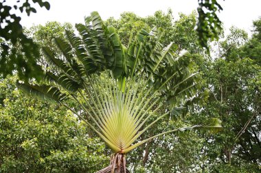 Geriye Tropikal Orman Ağaçları Arkaplan Duvar Kağıdı