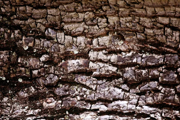Bark Wooden Texture Background Close — Stock Photo, Image