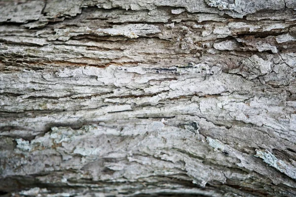 Fondo Textura Madera Corteza Primer Plano — Foto de Stock