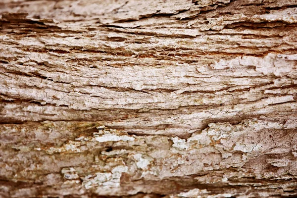 Bark Textura Madeira Fundo Close — Fotografia de Stock