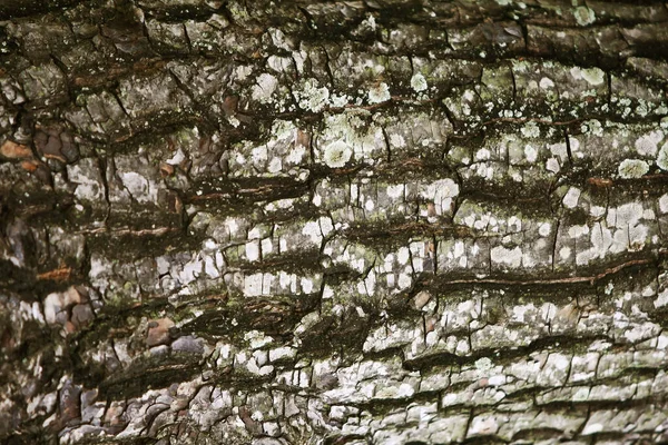 Bark Textura Madeira Fundo Close — Fotografia de Stock