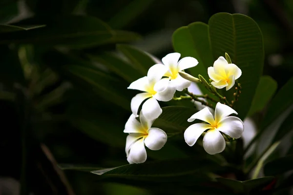 Plumeria Flores Árvore Perto — Fotografia de Stock
