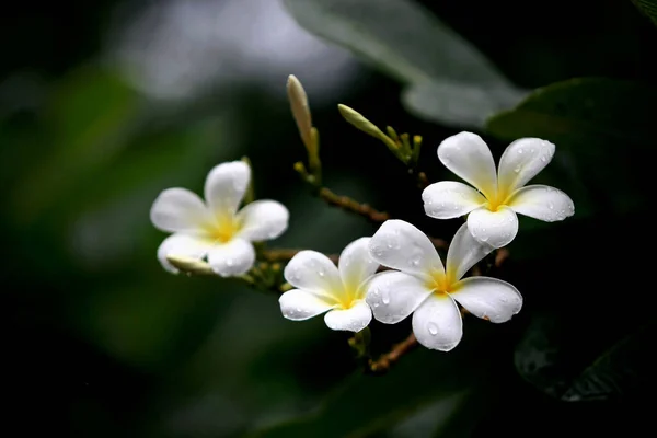 Plumeria Blumen Auf Dem Baum Nahaufnahme — Stockfoto