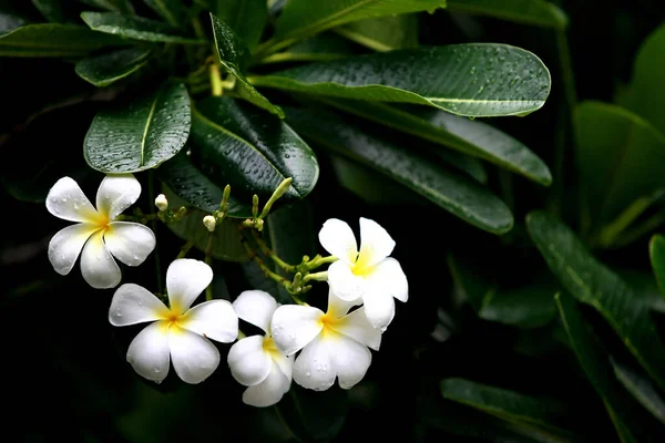 Plumeria Blumen Auf Dem Baum Nahaufnahme — Stockfoto