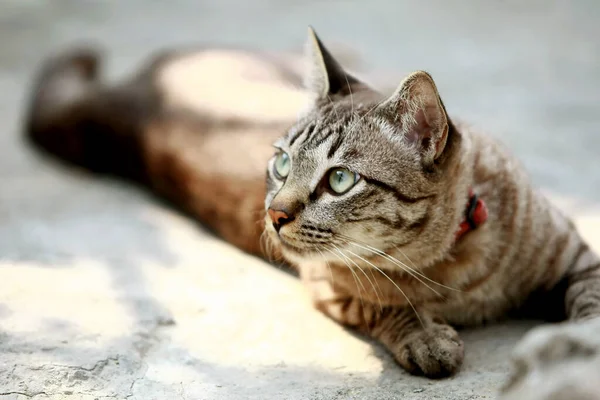 Lovely Gray Cat Sitting Outdoor — Stock Photo, Image