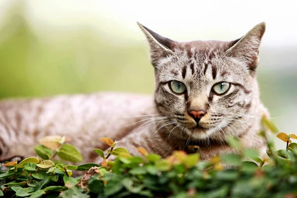 야외에 아름다운 고양이 — 스톡 사진