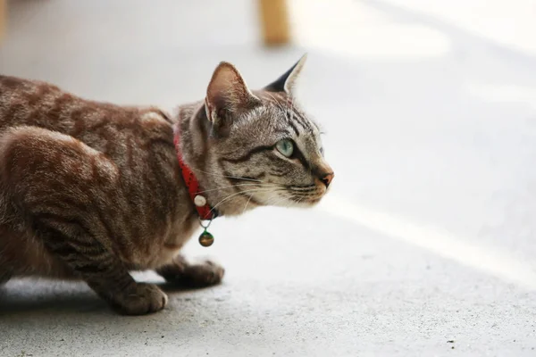 可爱的灰猫坐在室外 — 图库照片