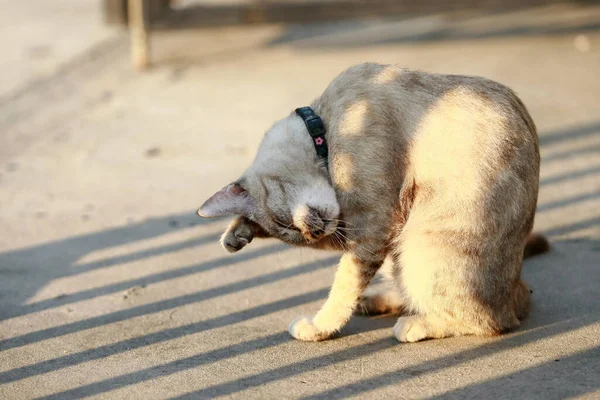 Güzel Gri Kedi Dışarıda Oturuyor — Stok fotoğraf