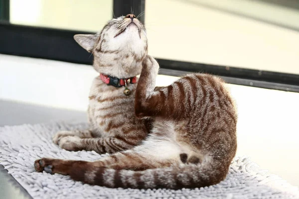 Grazioso Gatto Grigio Seduto All Aperto — Foto Stock