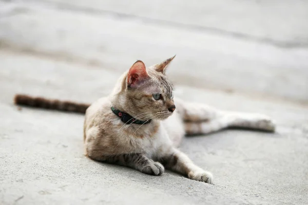 Schöne Graue Katze Sitzt Freien — Stockfoto