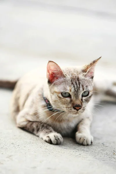 Härlig Grå Katt Sitter Utomhus — Stockfoto