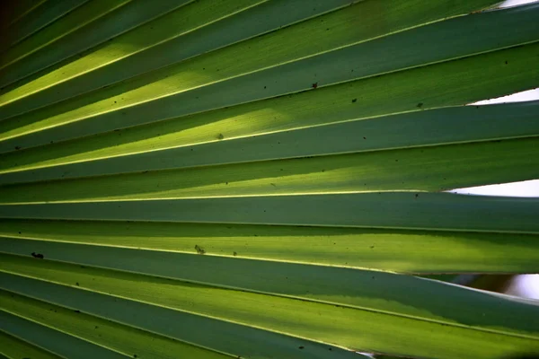 Foglie Foresta Tropicale Alberi Texture Sfondo Carta Parati — Foto Stock