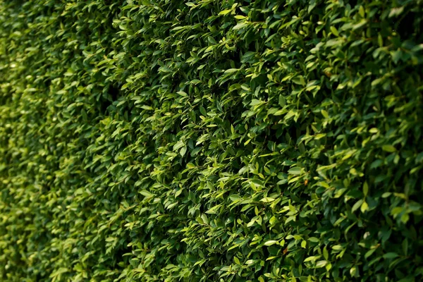 Hojas Árboles Forestales Tropicales Textura Fondo Papel Pintado — Foto de Stock