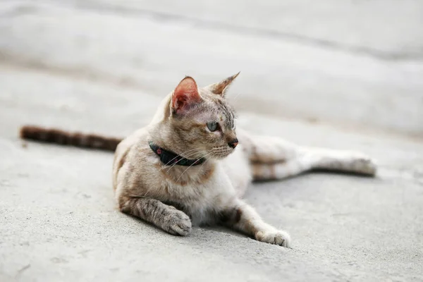 Grazioso Gatto Grigio Seduto All Aperto — Foto Stock