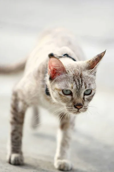 Grazioso Gatto Grigio Seduto All Aperto — Foto Stock