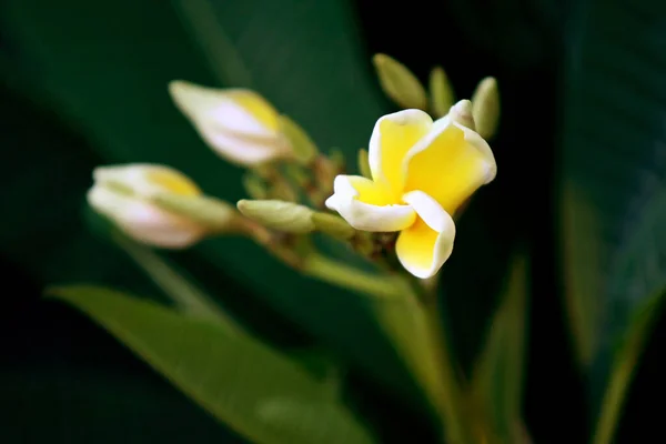 Plumeria Blumen Auf Dem Baum Nahaufnahme — Stockfoto