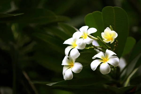 Plumeria Blumen Auf Dem Baum Nahaufnahme — Stockfoto