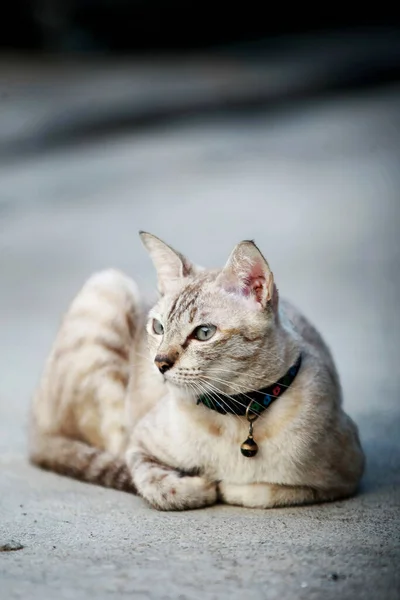 Precioso Gato Gris Sentado Aire Libre —  Fotos de Stock