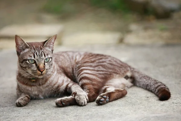 可爱的灰猫坐在室外 — 图库照片