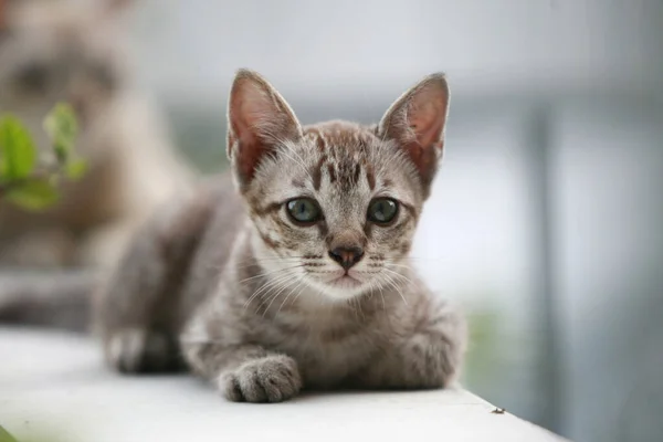 Giovane Piccolo Ritratto Grigio Gatto All Aperto — Foto Stock