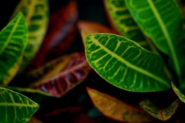 Folhas Floresta Tropical Árvores Textura Fundo Papel Parede — Fotografia de Stock