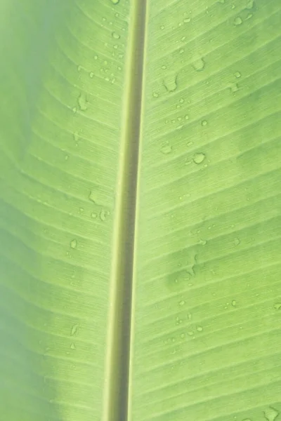 Banán Levelek Trópusi Erdők Textúra Háttér Tapéta — Stock Fotó