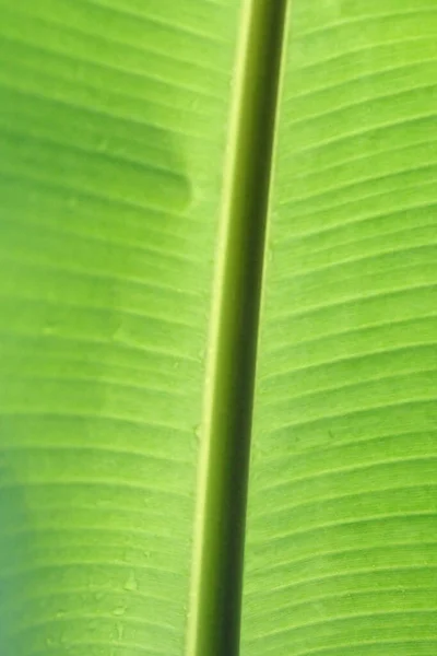 Hojas Árboles Forestales Tropicales Textura Fondo Papel Pintado —  Fotos de Stock