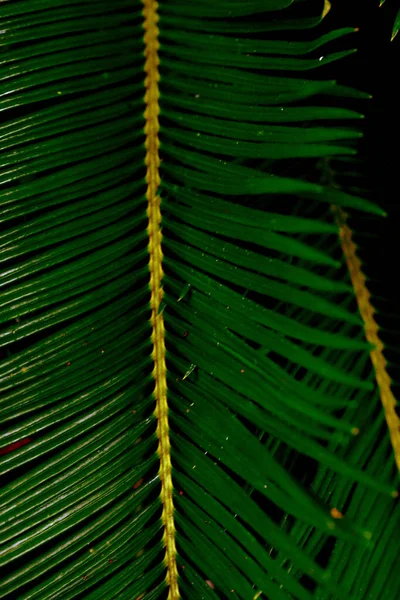 Foglie Foresta Tropicale Alberi Texture Sfondo Carta Parati — Foto Stock