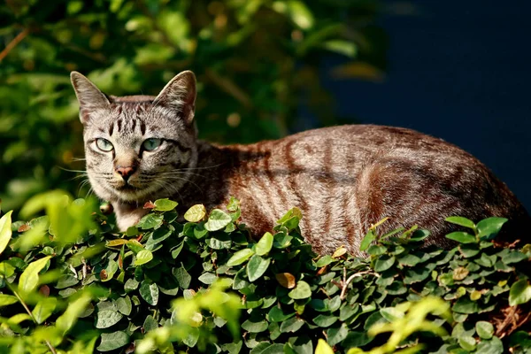 Mooie Grijze Kat Zittend Buiten — Stockfoto