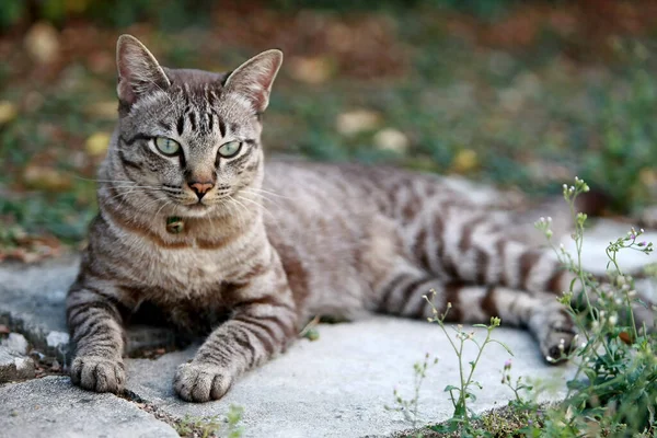 可爱的灰猫坐在室外 — 图库照片