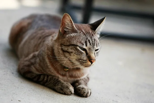 Schöne Graue Katze Sitzt Freien — Stockfoto