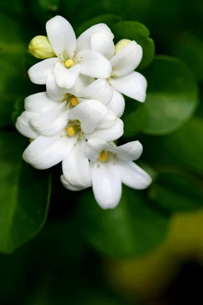 Murraya Paniculata Flower Close — Stock Photo, Image