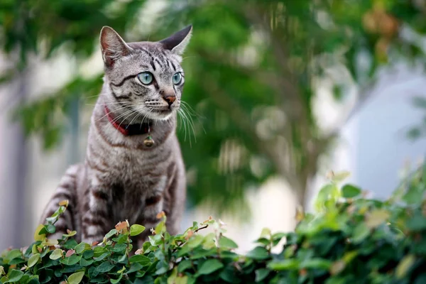 Schöne Graue Katze Sitzt Freien — Stockfoto