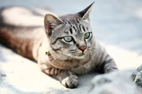 Gato Cinza Lindo Sentado Livre — Fotografia de Stock