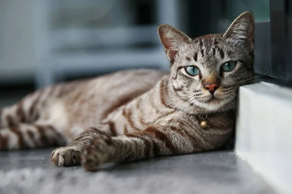 Lovely Gray Cat Sitting Outdoor — Stock Photo, Image