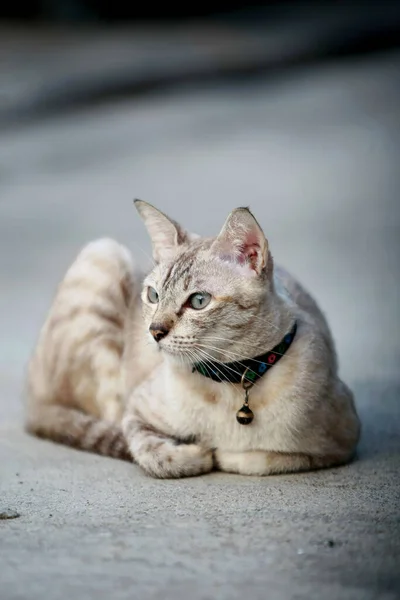 Härlig Grå Katt Sitter Utomhus — Stockfoto