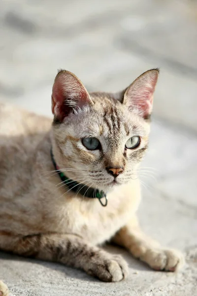 Schöne Graue Katze Sitzt Freien — Stockfoto