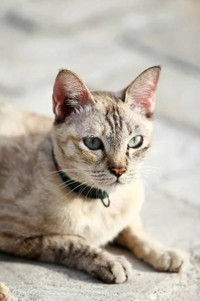 Schöne Graue Katze Sitzt Freien — Stockfoto