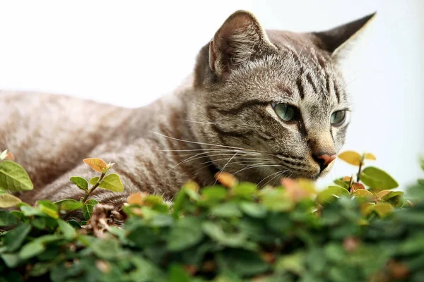 Schöne Graue Katze Sitzt Freien — Stockfoto