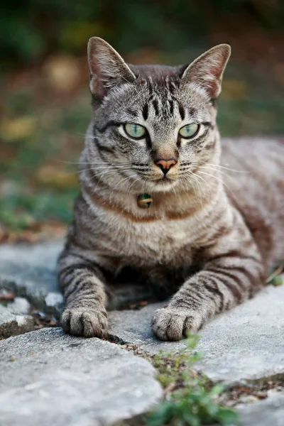 Schöne Graue Katze Sitzt Freien — Stockfoto