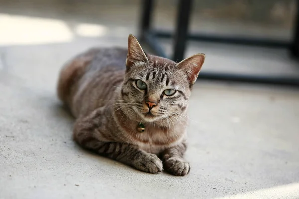 야외에 아름다운 고양이 — 스톡 사진