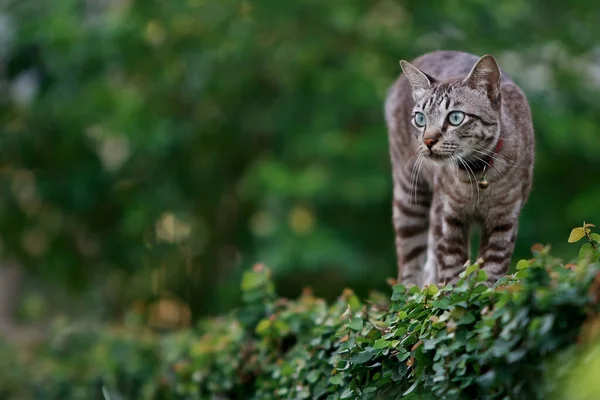 Lovely Gray Cat Walking Outdoor — Stock Photo, Image