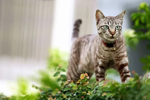 Lovely Gray Cat Walking Outdoor — Stock Photo, Image
