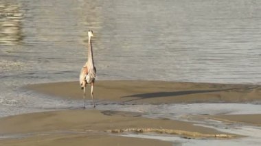Yaquina Bay hayvan yaban hayatı Pasifik Okyanusu West Coast için yapılan vahşi mavi balıkçıl AVI