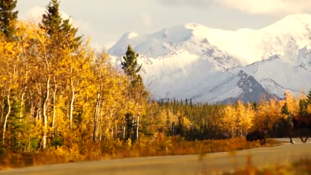 Матері лося теляти веде через зайнятий Аляска шосе дикої природи США — стокове відео