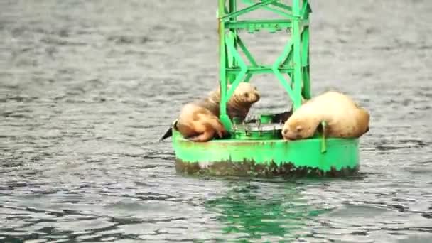 Морські леви сон океану буй Воскресіння Bay море дикої природи — стокове відео