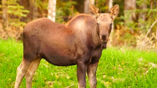 Divoké Moose krávy tele zvířat Wildlife Marsh Alaska Greenbelt — Stock video