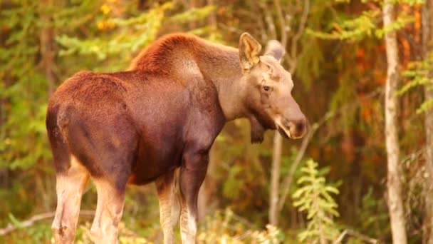 Dziki łoś krowy cielę dzikość Marsh Alaska Greenbelt — Wideo stockowe