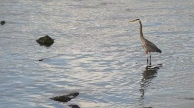 Mavi balıkçıl uçuşta alır
