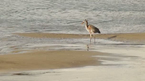 En Blue Heron vild fågel jagar längs floden — Stockvideo